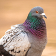 Programikonen: Pigeon Sounds  Hunting Ca…