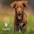 Icon of program: Best Dogs & Puppies New T…