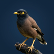 プログラムのアイコン：Myna Bird Sound Ringtones