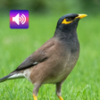 Icoon van programma: Myna Bird Sound Ringtones