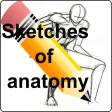 Sketches of anatomy