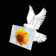 Icoon van programma: Air Photo Wifi Printing