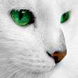 Programikonen: White Cats Live Wallpaper