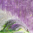 程序图标：Wallpaper Wisteria Tunnel