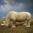 Wild Rhino Family Jungle Simulator