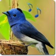 Иконка программы: Bird Sounds & Ringtones