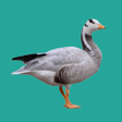 Icon of program: Progressive Goose Decoy