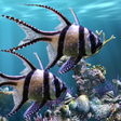 Programın simgesi: The real aquarium - HD