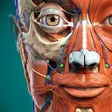 Programın simgesi: Anatomy Learning - 3D Atl…