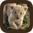 Ikon program: Animal Sounds