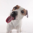 Icon of program: Dog Licks Screen Wallpape…