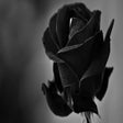 Icon of program: Black Flower Wallpaper HD…