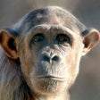 程序图标：Animal puzzle - education…