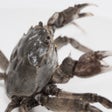Ícone do programa: Crabhouse
