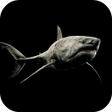程序图标：Shark 4K Video Live Wallp…