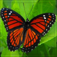 Icon of program: Butterfly Puzzles