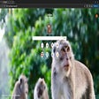 Biểu tượng của chương trình: MonkeyTab