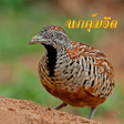 Icon of program: เสยงนกคมอด