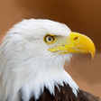 プログラムのアイコン：Talking Eagle Flight