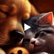 Иконка программы: Cat and Dog Live Wallpape…