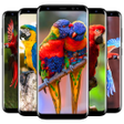 Programikonen: Cute Parrot Wallpaper