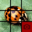 أيقونة البرنامج: Picture Tile Slider