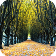 Programikonen: Pathway Wallpaper HD