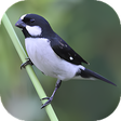 Icon of program: Sounds of the bird Golinh…