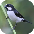 Sounds of the bird Golinha