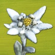 Symbol des Programms: AlpineFlower Finder  Euro…