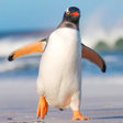 Programikonen: Talking Penguin