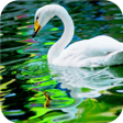 プログラムのアイコン：Swan. Birds. Live Wallpap…