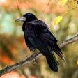 プログラムのアイコン：Crow Sounds