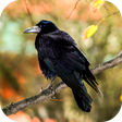 Programikonen: Crow Sounds