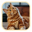 أيقونة البرنامج: Fluffy Slime Wallpaper