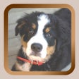 Programikonen: Puppy Dog Mah Jongg Solit…