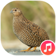 Ikona programu: Quail Sounds
