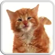 程序图标：CAT LICKS LIVE WALLPAPER …