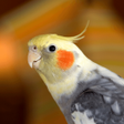 プログラムのアイコン：Cockatiel Sounds