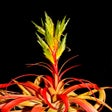 ไอคอนของโปรแกรม: Air Plant Tilli-Cards