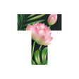 Icon of program: Text add text to photo a…