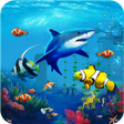 Aquarium koi Fish 3D Wallpaper
