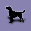 Ikona programu: Dogs Family