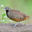 Programikon: Buttonquail Sounds