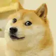 Dog Memes WAsticker