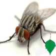 Programikonen: Flies