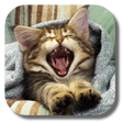 プログラムのアイコン：Pussycat Live Wallpaper