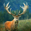 プログラムのアイコン：Deer sounds - Hunting Cal…