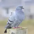 Appp.io - Pigeon Sounds