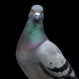 Icon of program: Appp.io - Pigeon Sounds